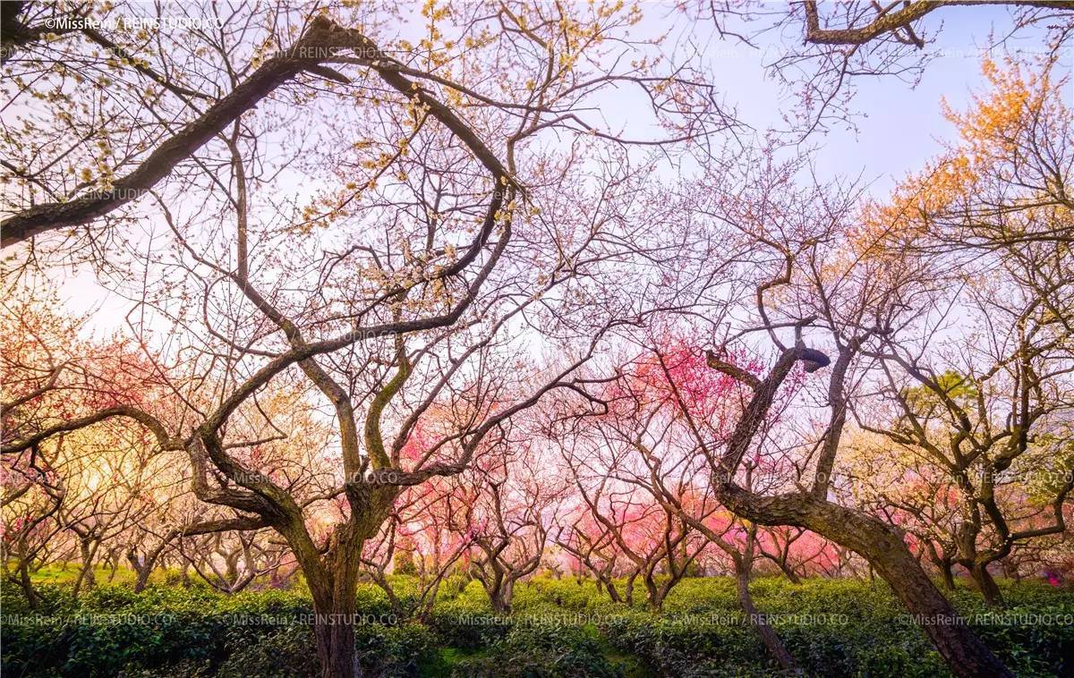 携程攻略南京梅花山景点梅花山是南京钟山风景区