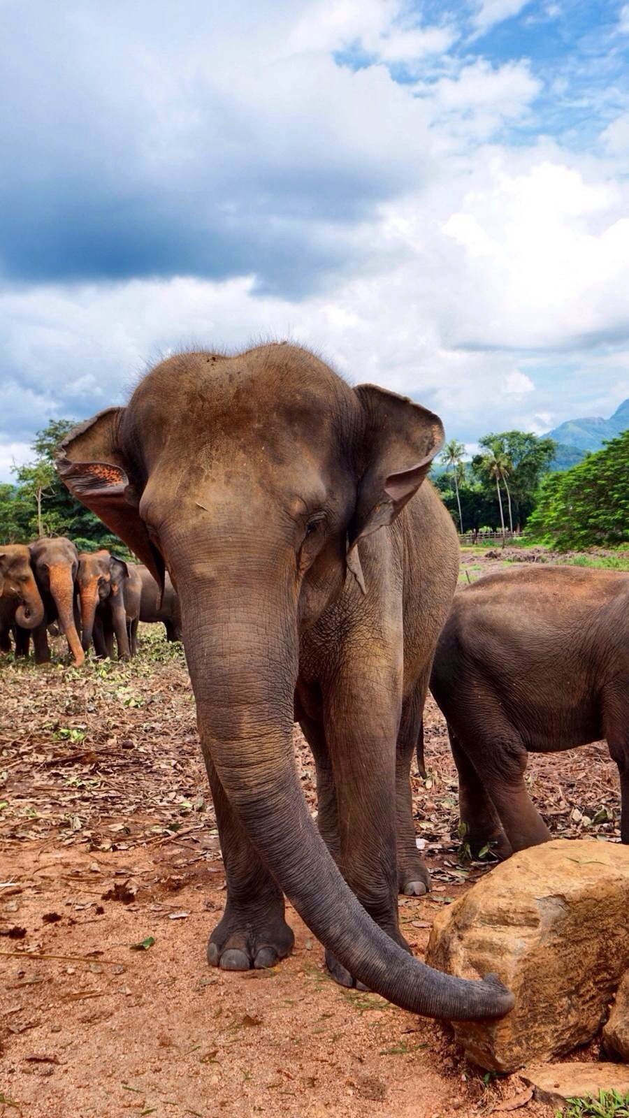 Elephant Orphanage(大象孤儿院)坐落于斯里兰卡中部Kegalle附近的小村庄Pinnawala,从科伦坡前往康提的公路途经此处。兰卡原始森林中到处可见被废弃的违禁开采玉石的简易矿井,往往有些小象掉进这些废井而坐以待毙。为收容从玉石矿井中救出和其他因种种不测与母象失散了的幼象,兰卡政府野生动物保护局于1975年开始修建了这座世界上独一无二的大象孤儿院。
成立30多年来,孤儿院共收养了近百头大象,成年后的大象可以接受工作训练如帮助人们搬运木材等,这里是可以近距离欣赏和接触