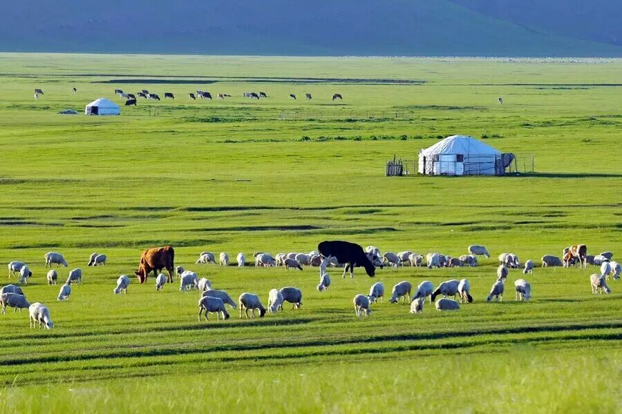 而且有些蒙古包里面的环境也特别好,在草原上住一宿蒙古包晚上看星星