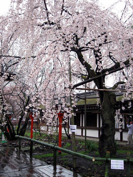 平野神社