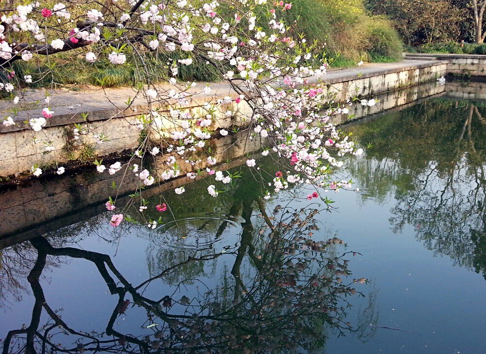 花港观鱼