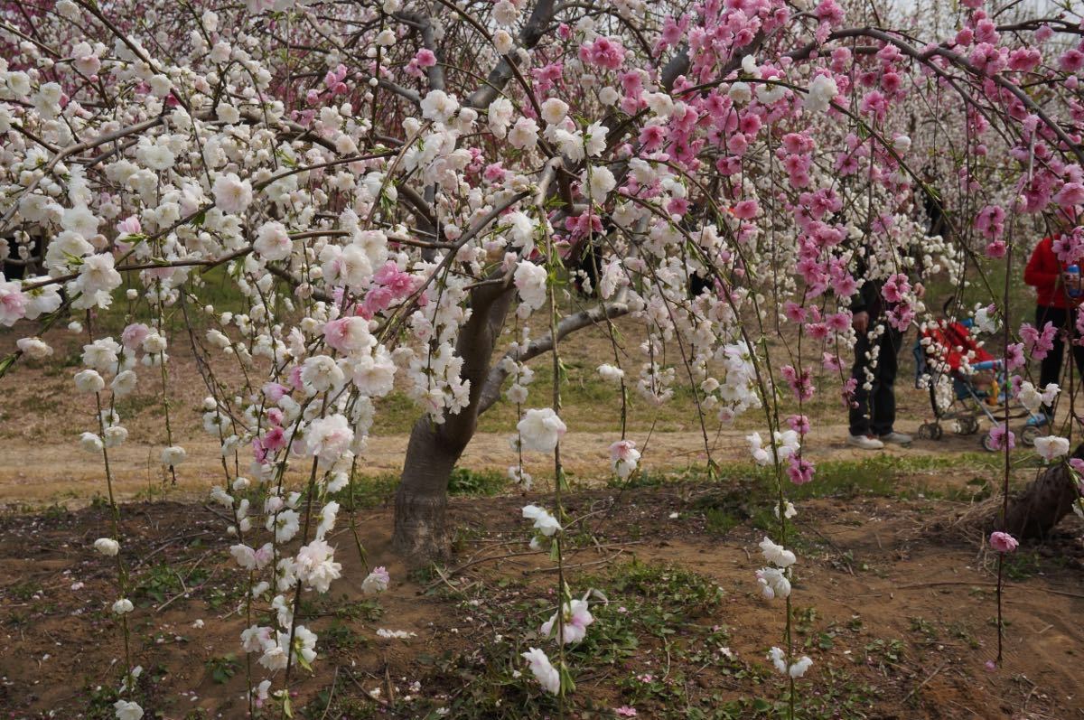 【携程攻略】安徽三十岗桃蹊农场景点,正值2016桃花节