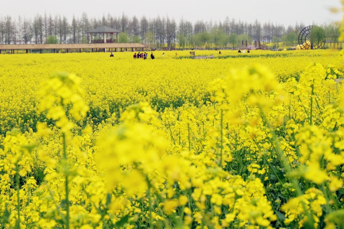 2019常阴沙花海_旅游攻略_门票_地址_游记点评,张家港旅游景点推荐