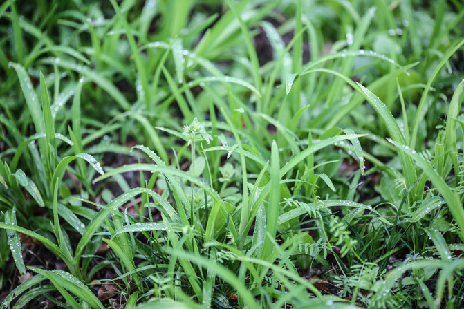 雨后的小草也有很精气神,其实我很想去喝掉那点水珠.