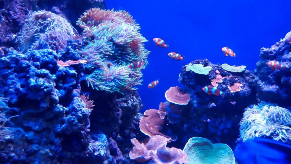 壁纸 海底 海底世界 海洋馆 水族馆 桌面 1135_640