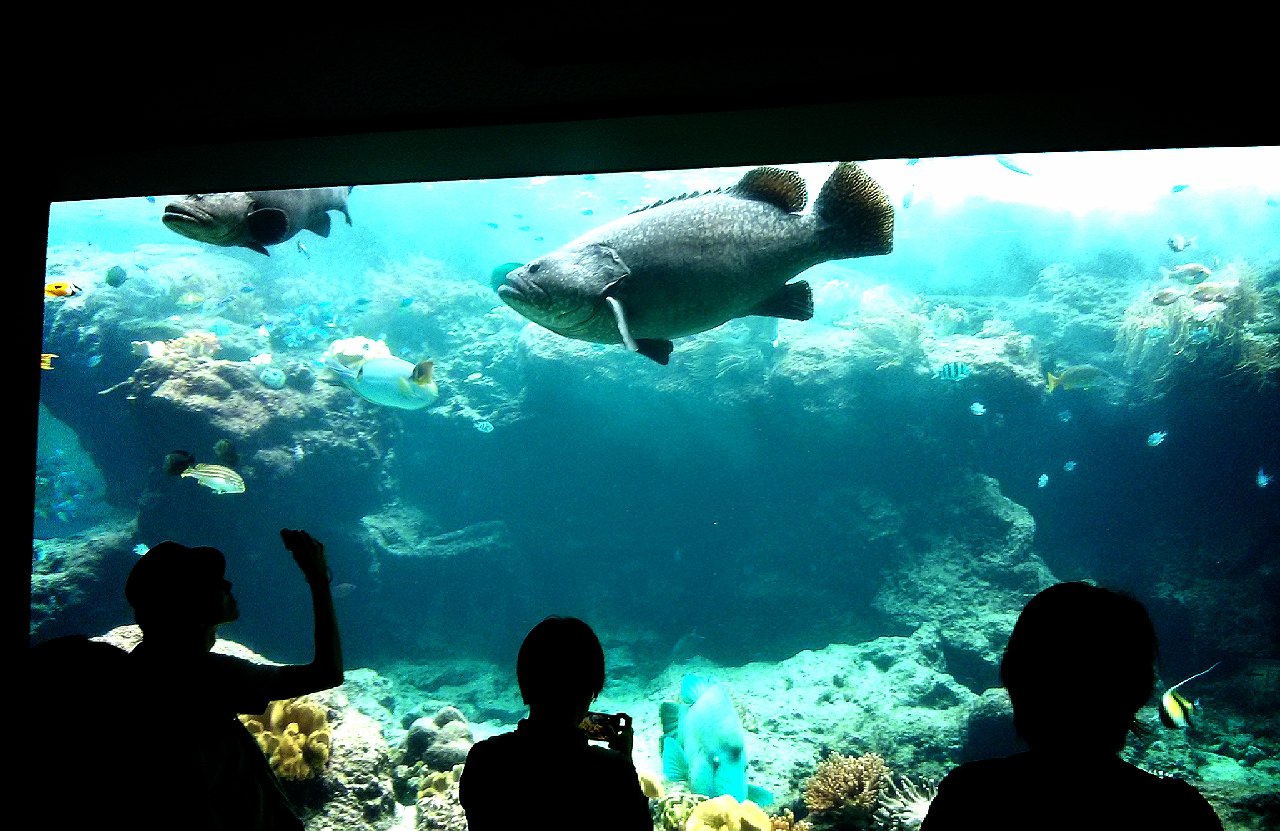 冲绳美丽海水族馆