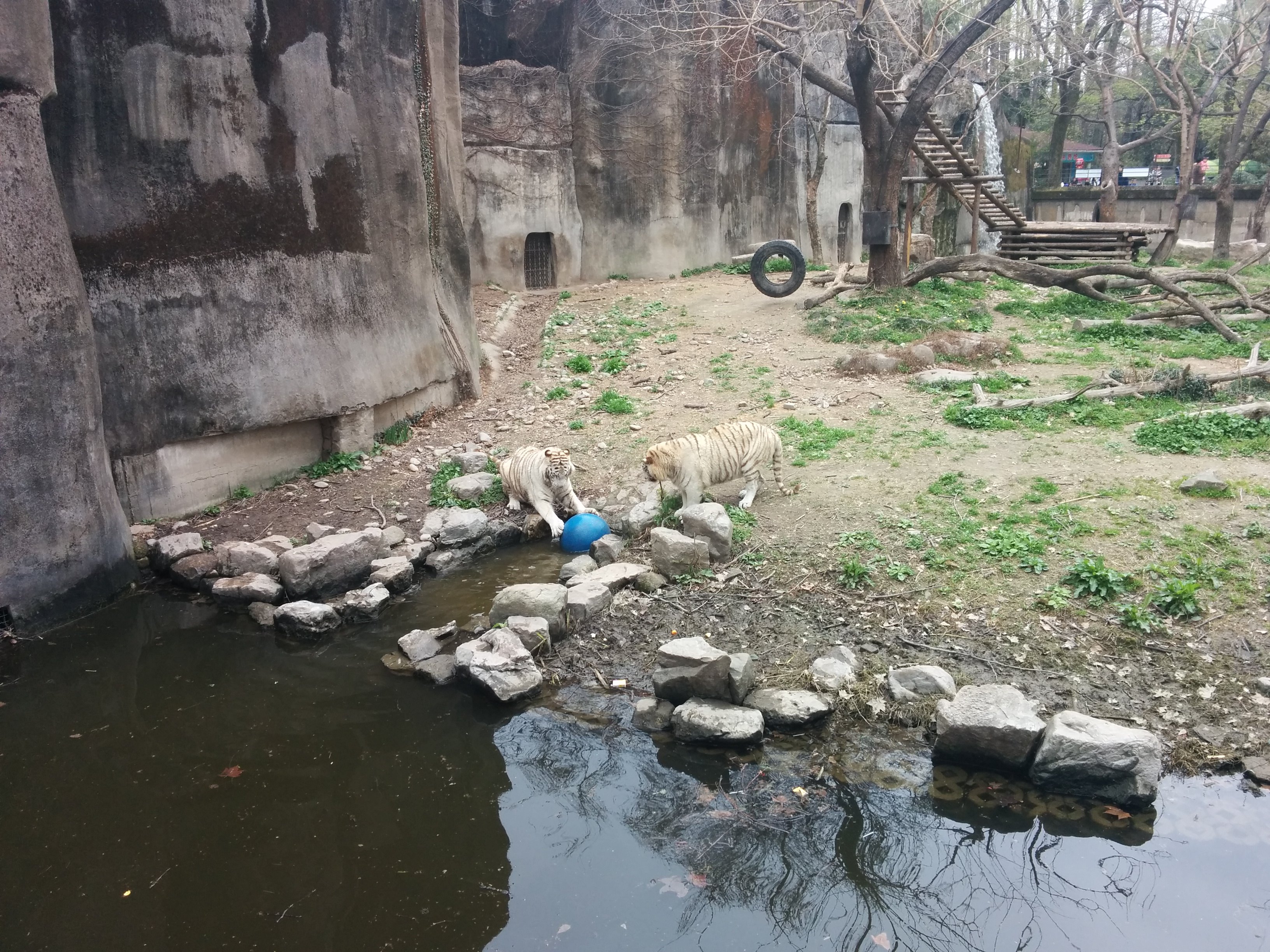 万隆旅游攻略徐州到常州恐龙园_天津绿博园旅游攻略_上海动物园旅游攻略