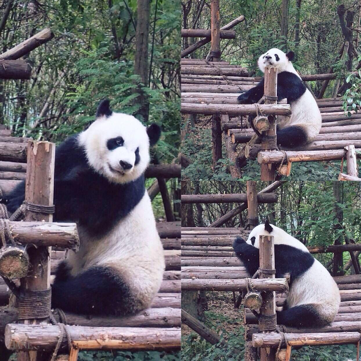 成都熊猫基地-成都旅游攻略-游记-去哪儿攻略