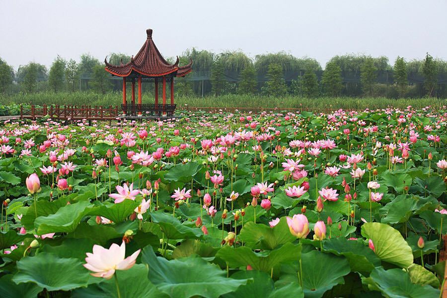 洪泽湖湿地公园