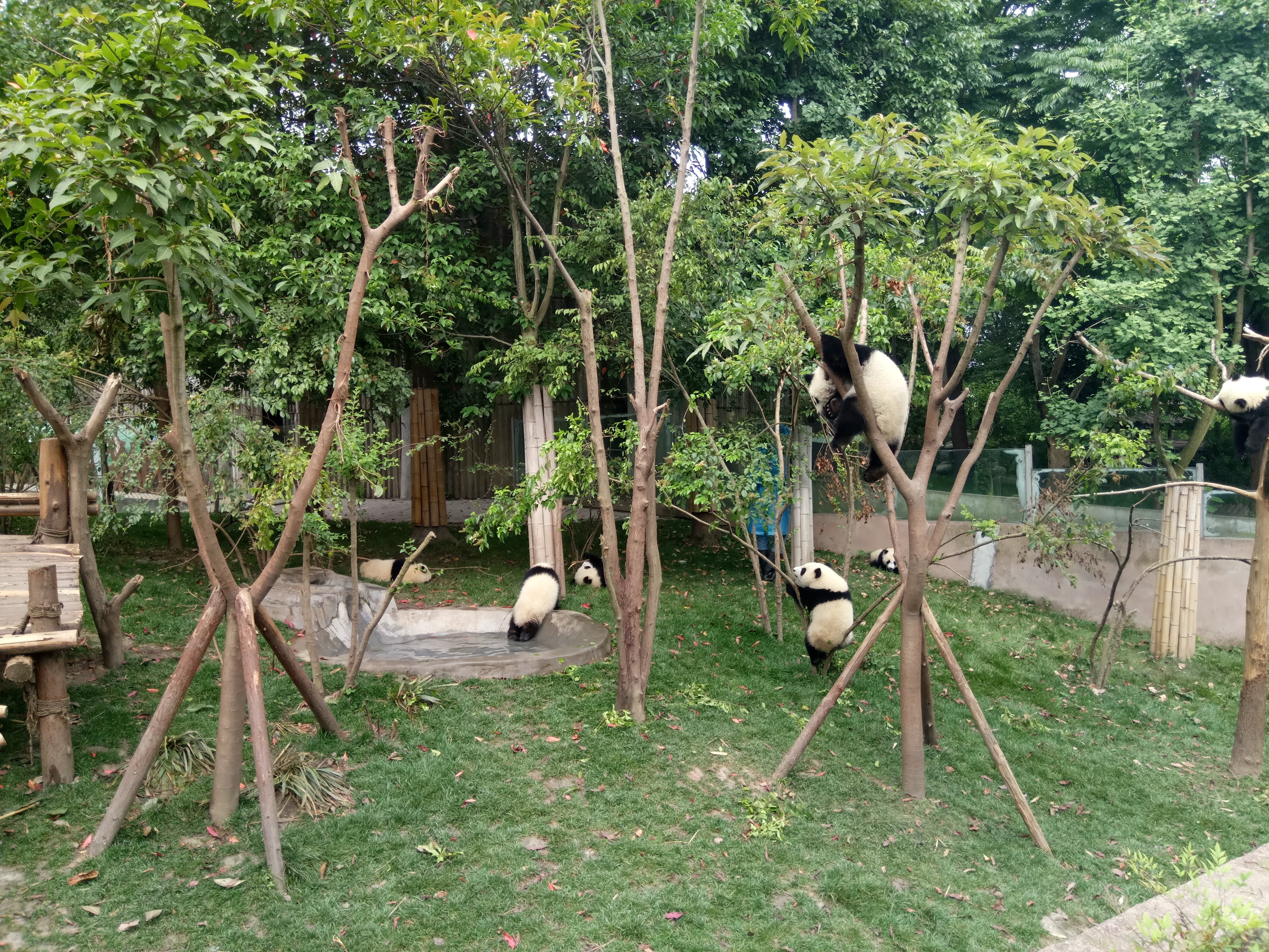 成都大熊猫繁育研究基地