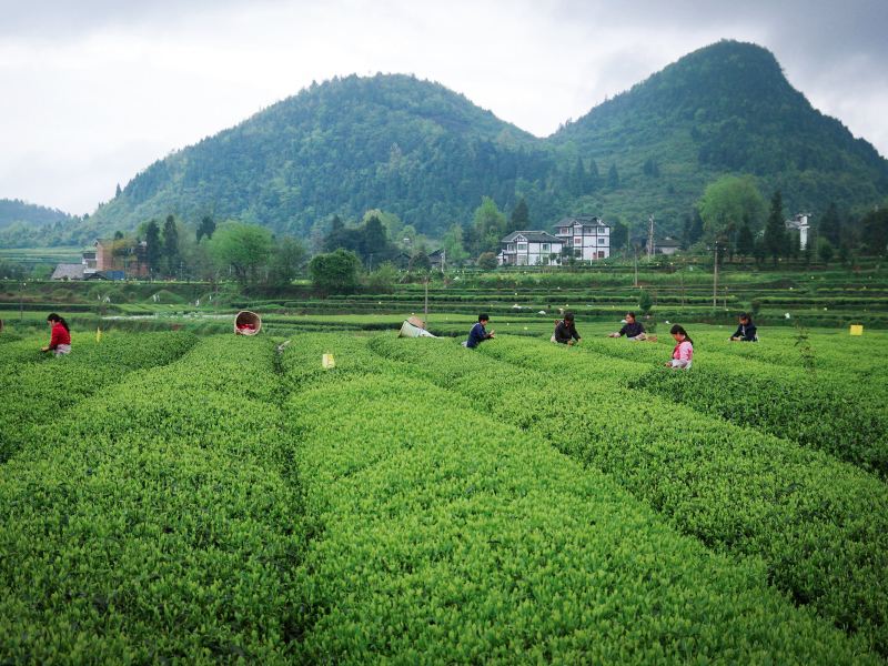 凤冈茶海之心景区攻略-茶海之心景区门票价格多少钱