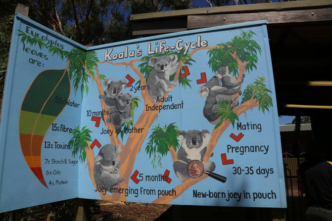 玛璐考拉和动物公园(maru koala and animal park)是一家由私人家族