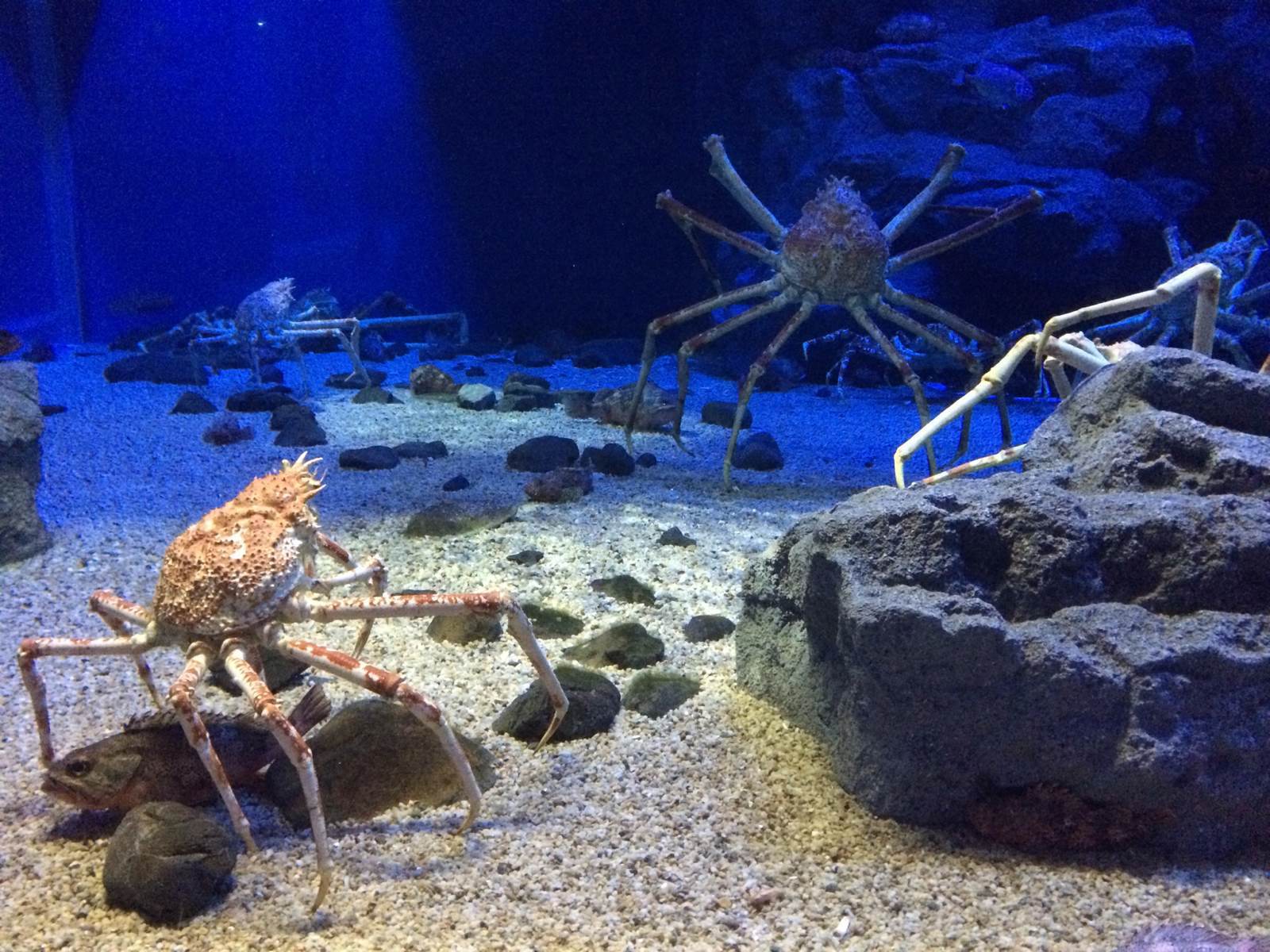 位于大阪天保山的海游馆是大型水族馆,近年来最受国外旅行者喜爱的景点之一。通过14个巨大的水槽,近620种3万余只海洋生物,将环太平洋火山带和环太平洋生命带的自然环境完整地展现出来。参观者先乘坐电梯升至最高的第8层,之后沿着下去的坡道逐层参观共10个区域各色各样的海洋生物,非常壮观。其中最有人气的便是(鲸鲨)了,馆内还特设了同样大小的鲸鲨模型供旅行者摄影留念。唯一有些遗憾的是大阪海游馆没有像京都、名古屋等水族馆那样的动物表演秀。如果办理再入馆手续的话,可以当日多次入馆。因为海游馆的门票有些偏