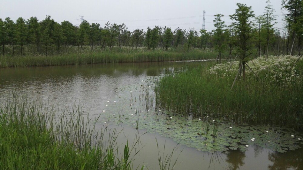 【携程攻略】慈溪杭州湾国家湿地公园好玩吗,慈溪杭州