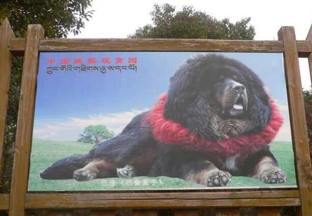 中国藏獒观赏园