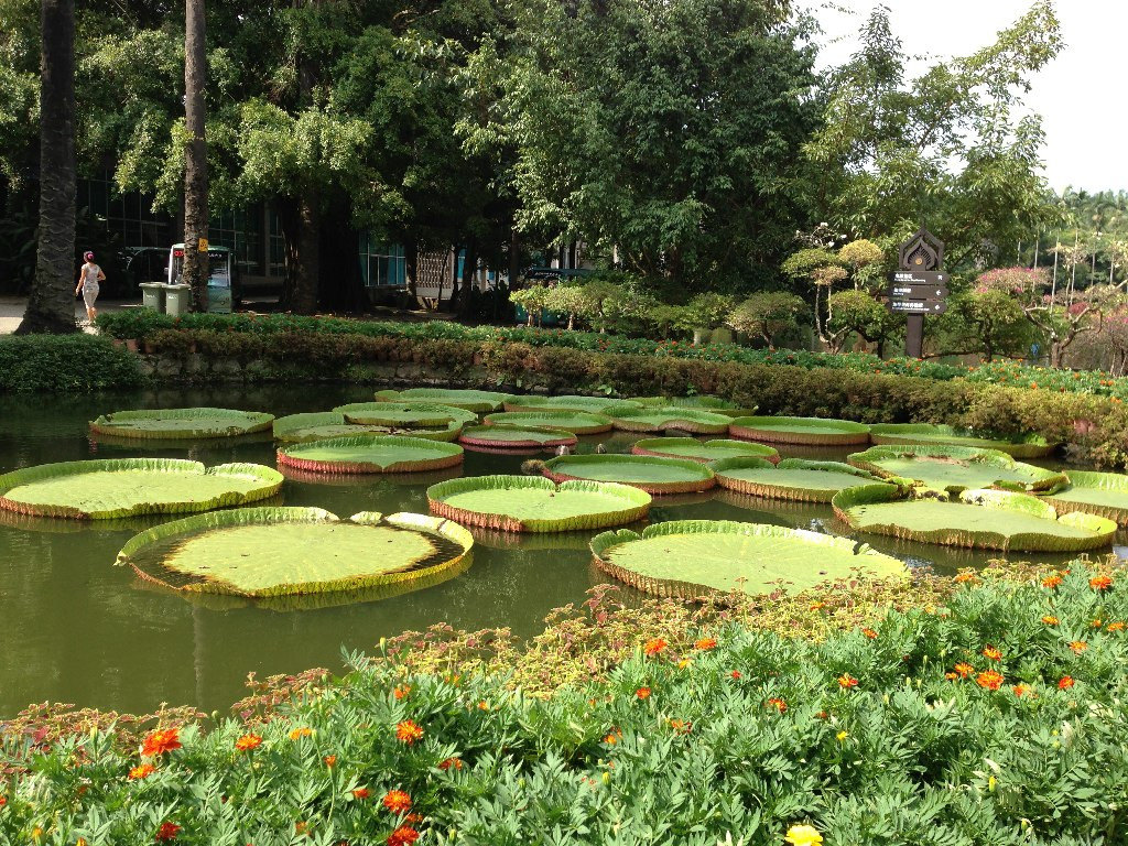 中国西双版纳热带花卉园 - 放眼园艺-世界园艺之门