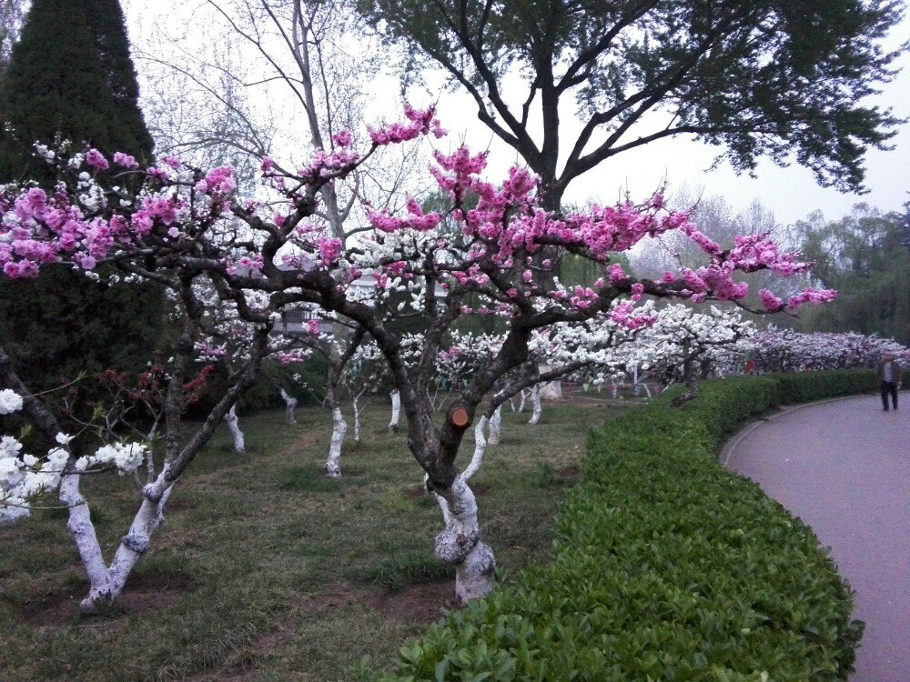 百花公园