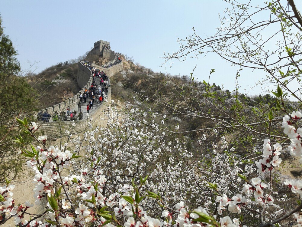 【携程攻略】延庆八达岭长城景点,春天花开的季节,风景不错,这个时候