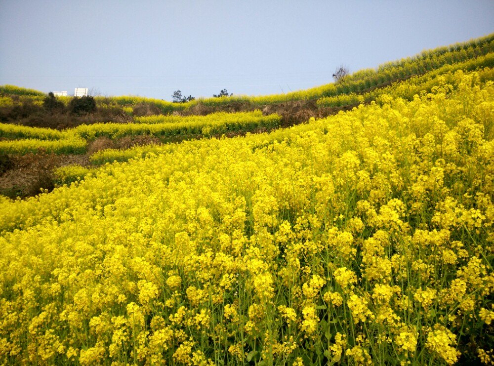 百万亩油菜花田