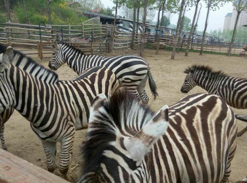 大连森林动物园旅游景点攻略图