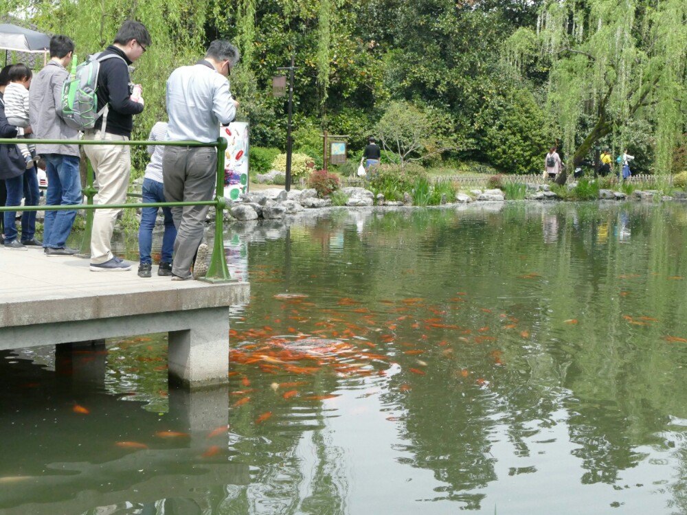 花港观鱼