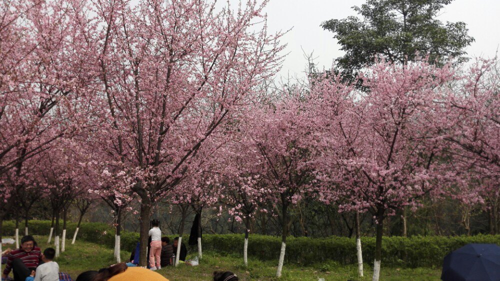 照母山森林公园