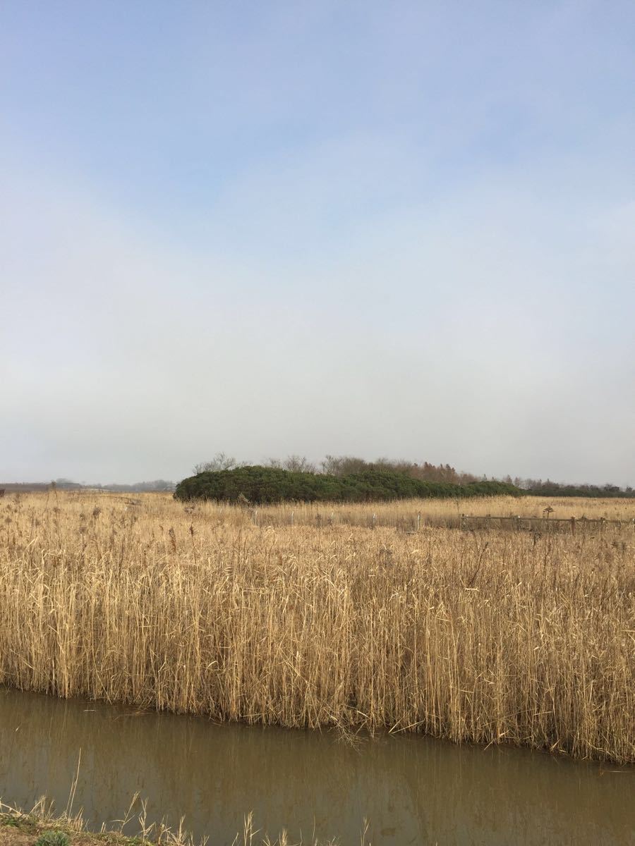 东滩湿地公园