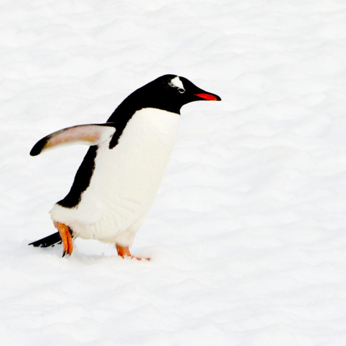 《行摄南极》第10篇:繁衍在丹克岛上的---金图企鹅家族