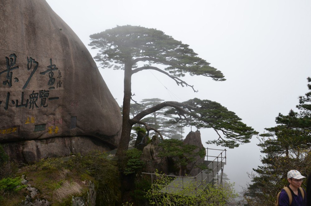 黄山上的最后一站,爬的最无力时终于到达了这个标志性景观。迎客松是黄山松的代表,也是黄山的代名词。据说树龄至少已有800年,黄山四绝之一。形态宛如迎宾的绅士,雍容大度,姿态优美。而大概很多人不知道,我们看到的老而弥坚的迎客松其实是靠着假肢支撑的,1994年的1月,玉屏楼一场大火无情的破坏了迎客松,因为守护员的拼死挽救,才得以残缺的保留下来。