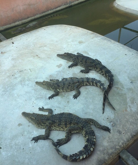 【携程攻略】沙没巴干北榄鳄鱼湖动物园景点,来泰国的