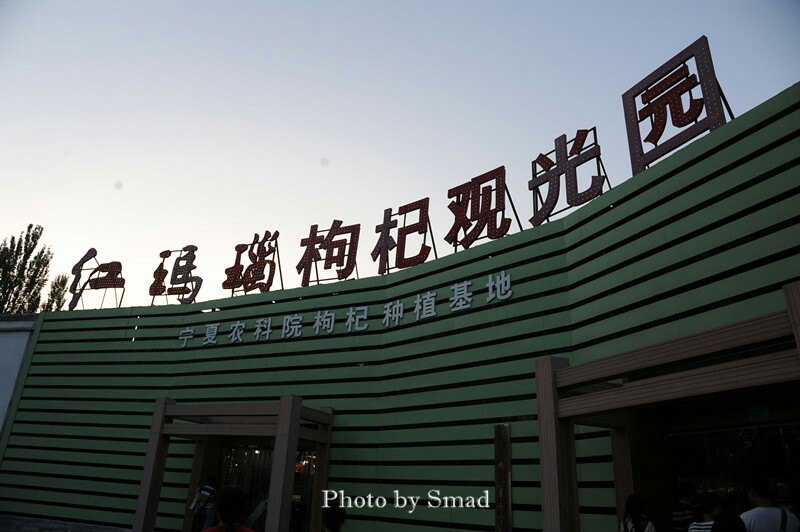红玛瑙枸杞观光园
