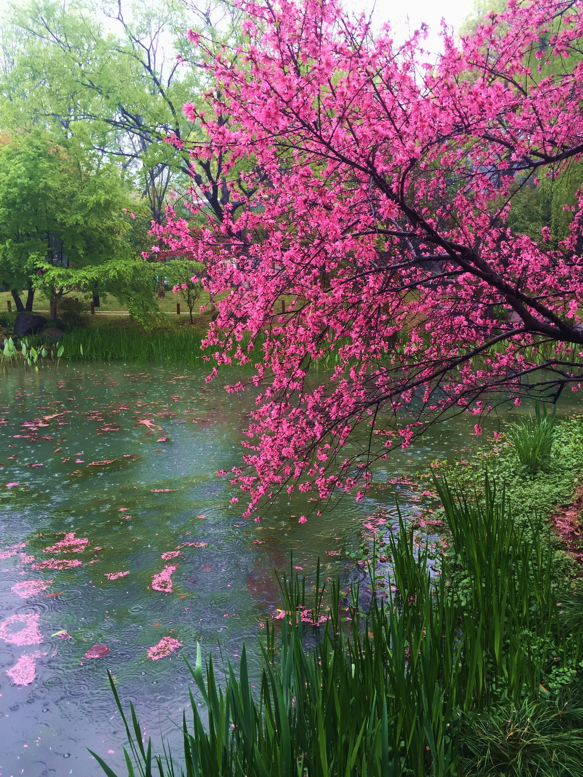 烟花三月,春雨飘飘,偷闲又去了一趟杭州,感觉好极了冒雨在苏堤上走了