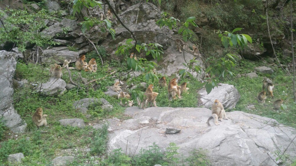 佛坪熊猫谷旅游景点攻略图名字通关游戏叫什么方块图片