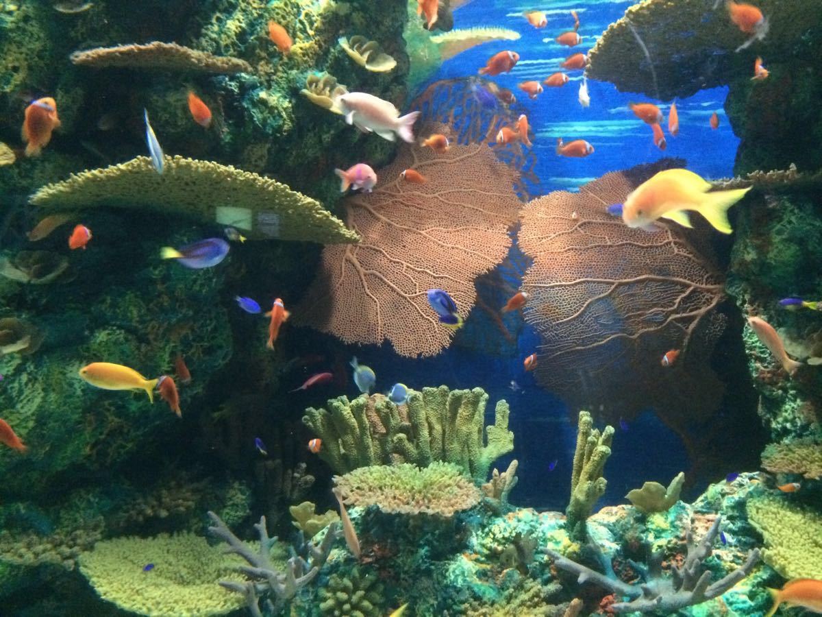 上海海洋水族馆