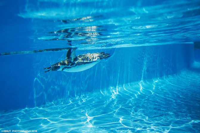 水下之旅_笛奏龙吟水 箫鸣凤下空_古镇奇谭危险旅行上 下