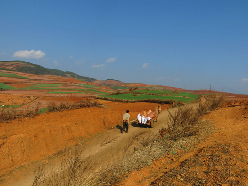 云南旅行日记19—东川红土地2(打马坎,乐谱凹,千年古树,锦绣园 清晨