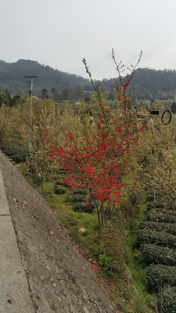 蒲江樱桃山旅游景区好玩吗,蒲江樱桃山旅游景区景点样