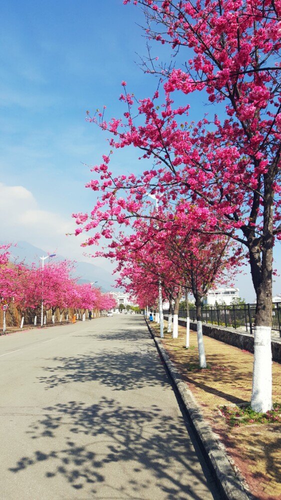 大理大学