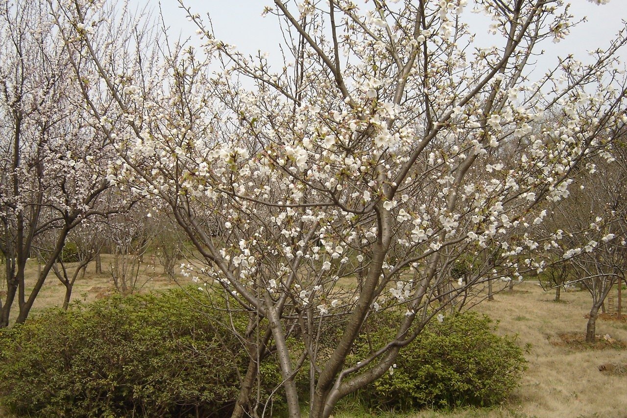 梅花山