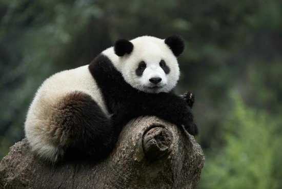 【携程攻略】成都成都大熊猫繁育研究基地适合情侣出游旅游吗,成都大