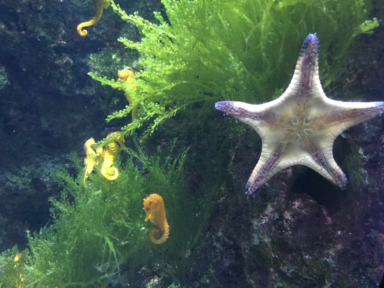 步入 S.E.A. 海洋馆,近距离欣赏超过 10万只海洋生物的千姿百态,伊氏石斑鱼和成群结队的蝠鲼。盯着玻璃墙内遨游水中的海洋生物之际,可曾想过,玻璃墙内的海洋生物会不会也把玻璃墙外目瞪口呆的人类当作两腿哺乳动物展品来观赏?一墙之隔、缸里缸外,究竟谁在看谁?无论从谁的视角出发都好,圣淘沙名胜世界海洋馆都是一个奇幻的海洋世界,在 4500 万升的浩瀚人造海中,有多达 800 个品种的 10 万余海洋生物游弋、共生。水中
