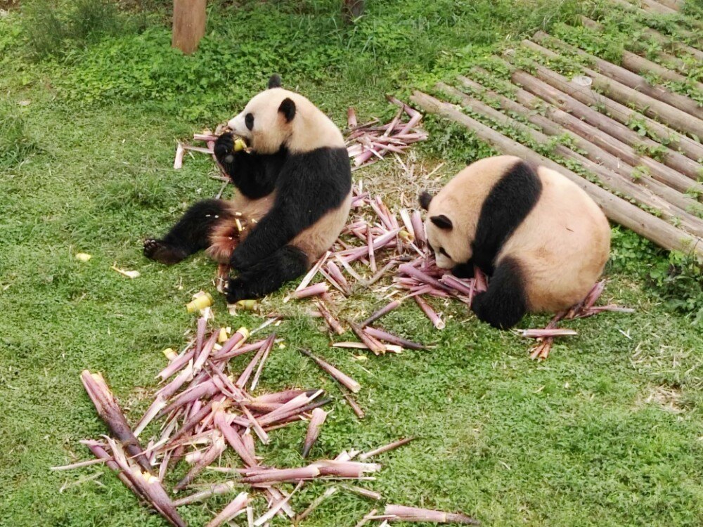 长沙生态动物园