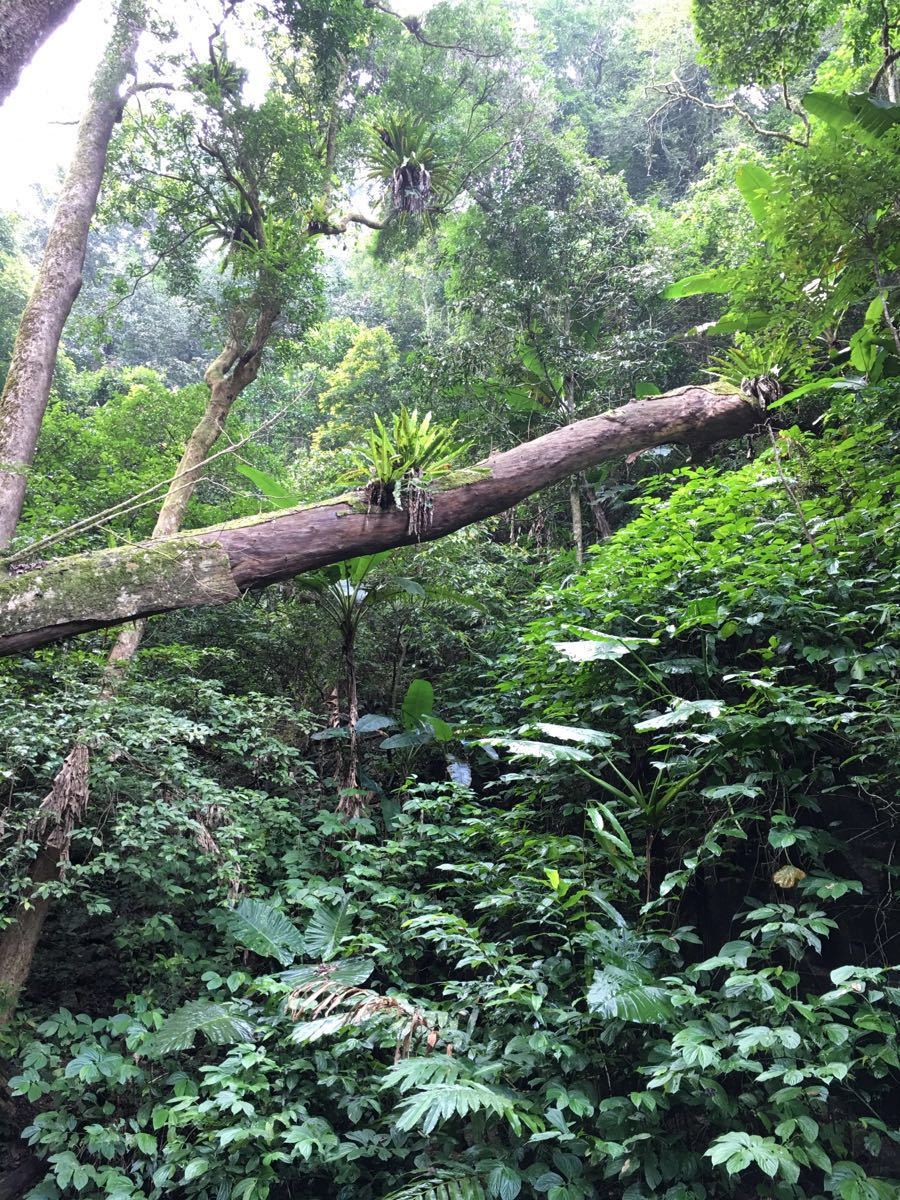 【携程攻略】海南五指山五指山热带雨林风景区好玩吗,海南五指山热带