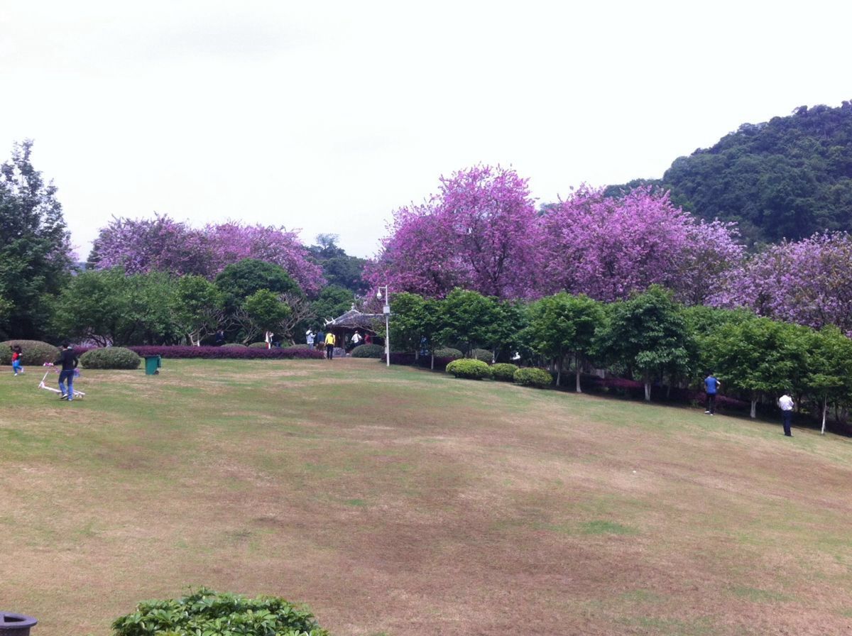 免费的公园,柳州风雨桥上很凉爽,很多漂亮的紫荆花,值得一游.