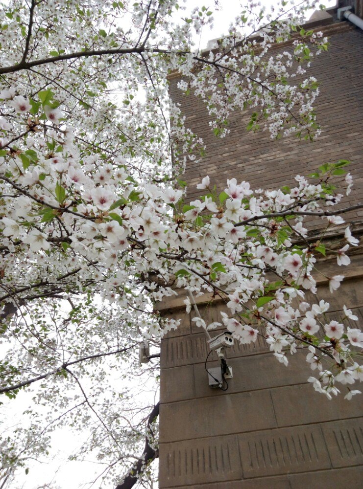 河南大学