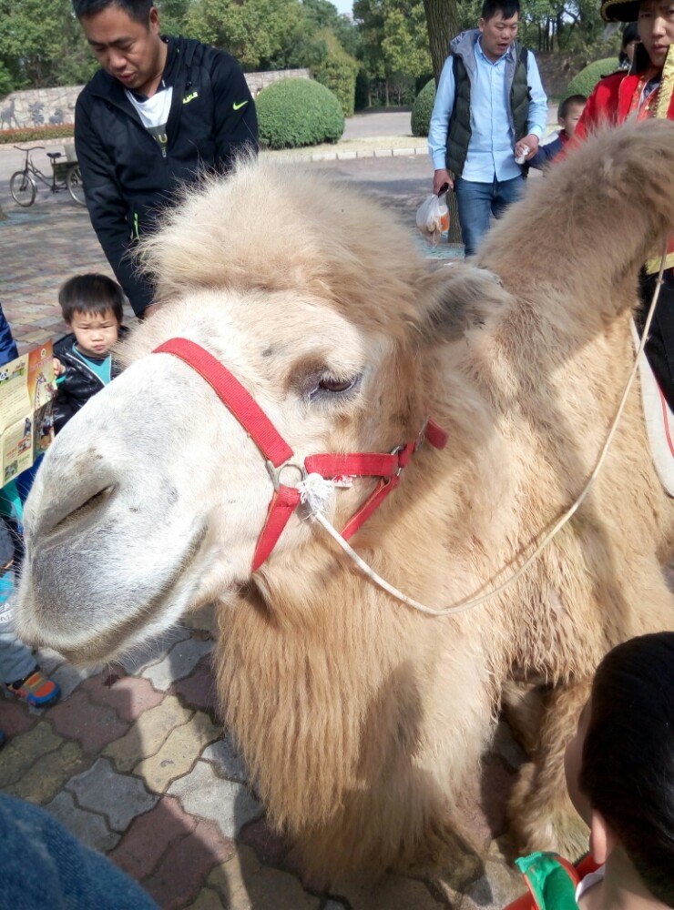 上海野生动物园