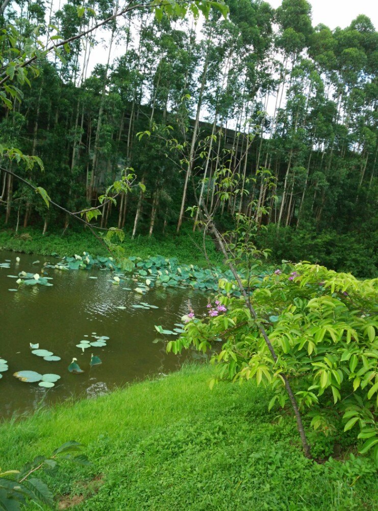 虎门石洞森林公园