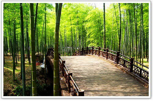 安吉竹博园