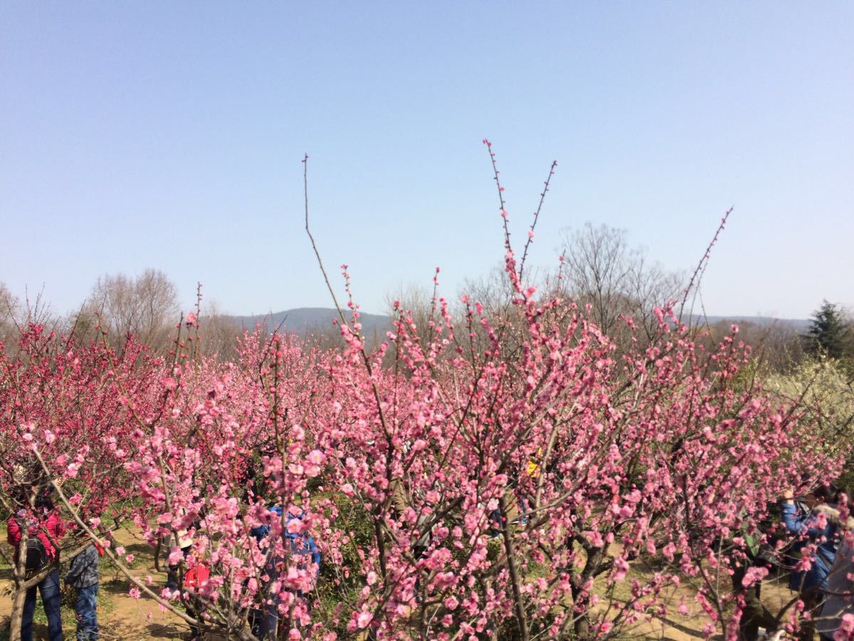 2019梅花山_旅游攻略_门票_地址_游记点评,南京旅游景点推荐 - 去哪儿