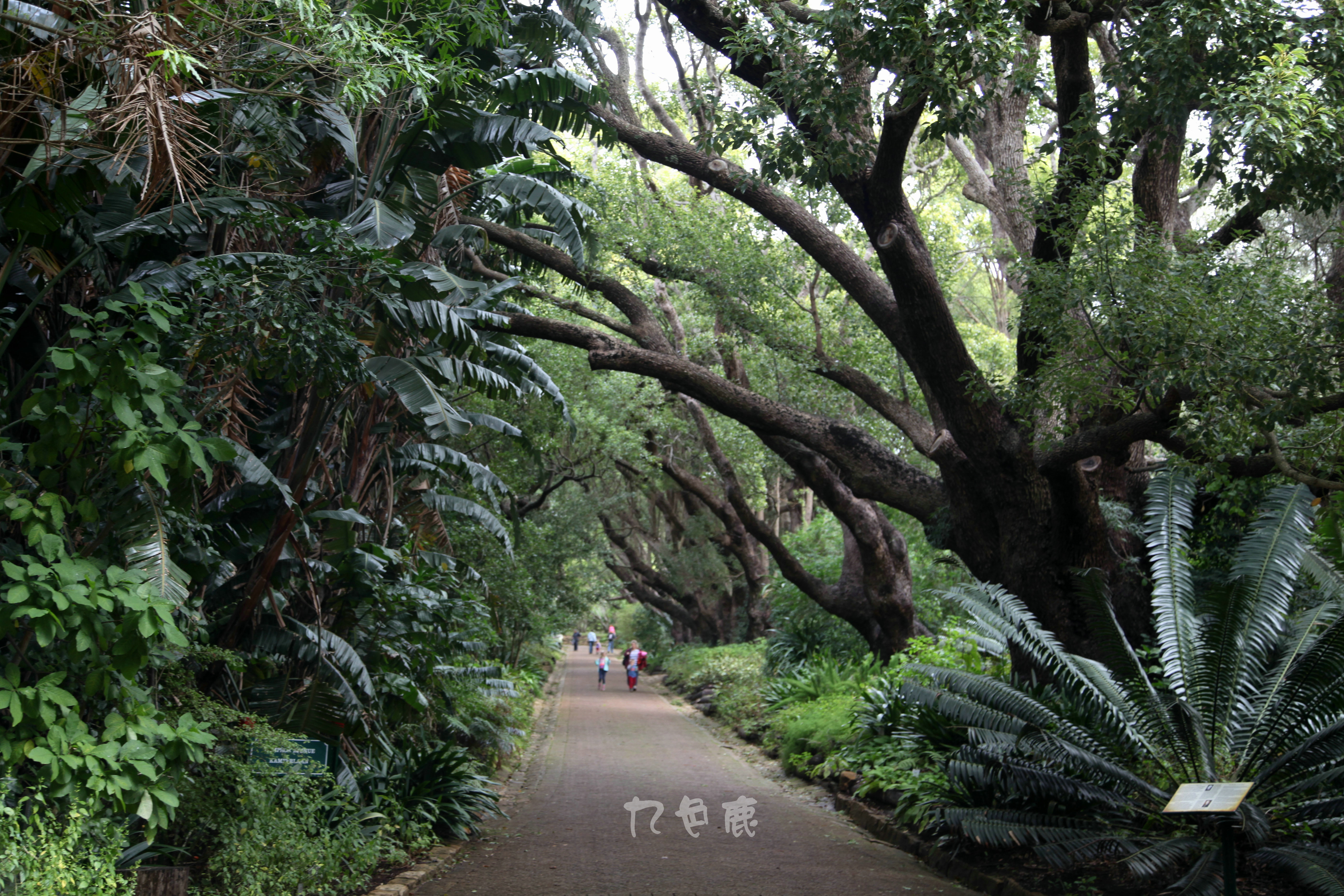 康斯坦博西植物园